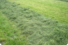 Weserkerl